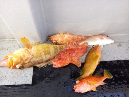 第二龍勢丸 釣果