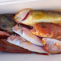 第二龍勢丸 釣果