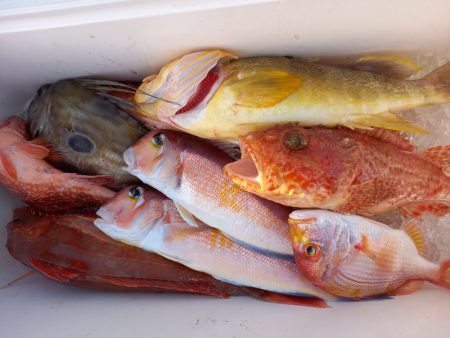 第二龍勢丸 釣果