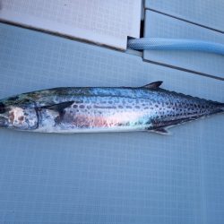 アマテラス 釣果