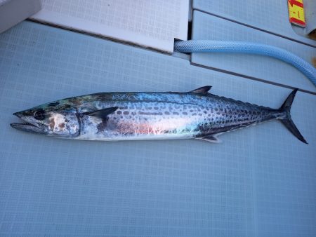 アマテラス 釣果