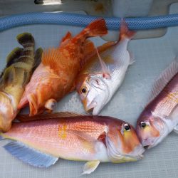 アマテラス 釣果