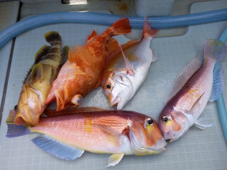 アマテラス 釣果