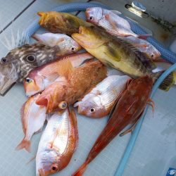 アマテラス 釣果