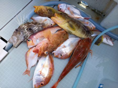 アマテラス 釣果