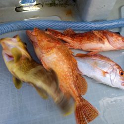 アマテラス 釣果