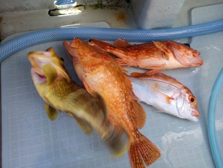 アマテラス 釣果