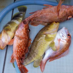 アマテラス 釣果