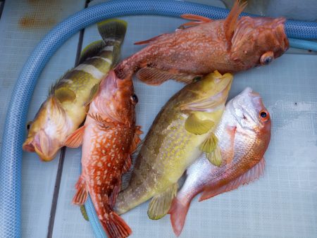 アマテラス 釣果