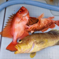 アマテラス 釣果