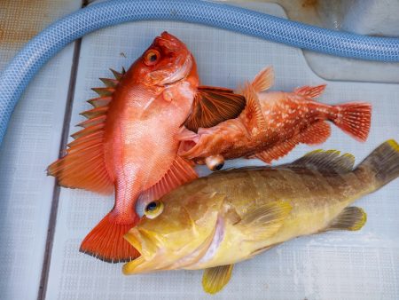 アマテラス 釣果