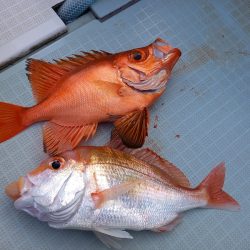 アマテラス 釣果