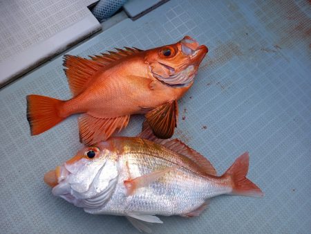 アマテラス 釣果