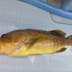 アマテラス 釣果