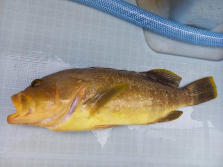 アマテラス 釣果