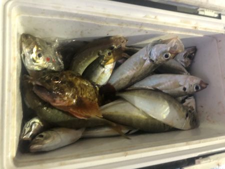 ヤザワ渡船 釣果