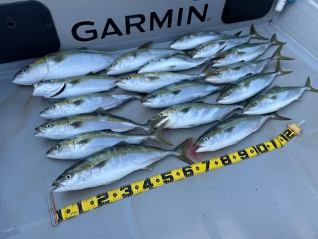 Chase(チェイス) 釣果