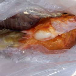 第二龍勢丸 釣果