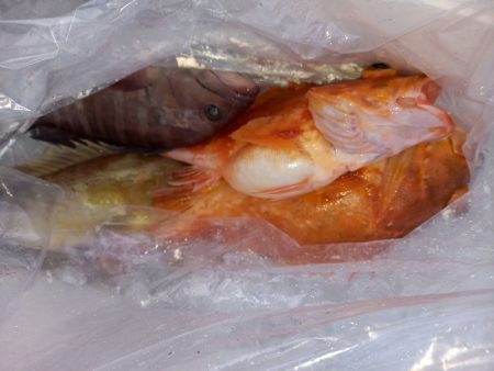 第二龍勢丸 釣果