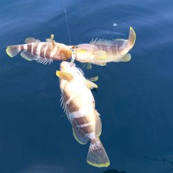 アマテラス 釣果