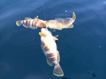 アマテラス 釣果