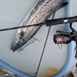 アマテラス 釣果