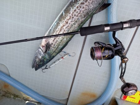 アマテラス 釣果