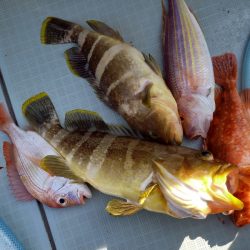 アマテラス 釣果