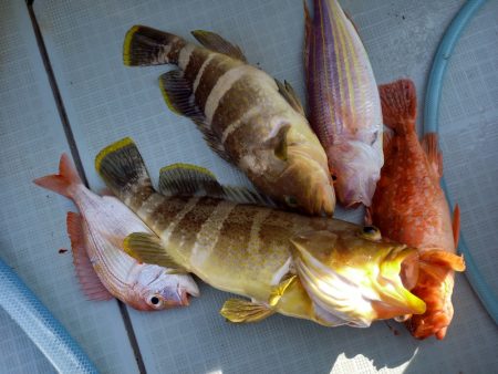 アマテラス 釣果