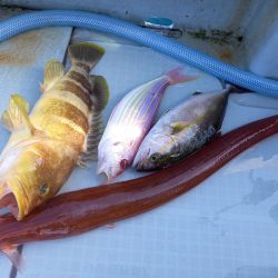 アマテラス 釣果