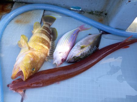 アマテラス 釣果