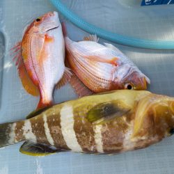 アマテラス 釣果