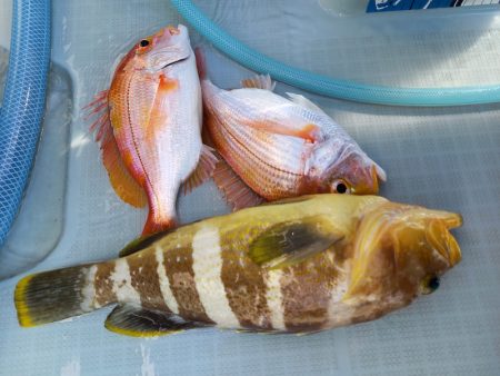 アマテラス 釣果