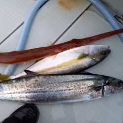 アマテラス 釣果