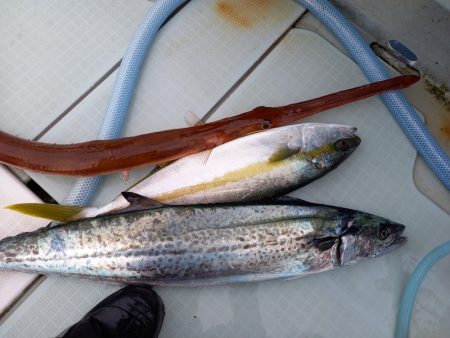 アマテラス 釣果