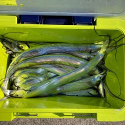 遊漁船高橋 釣果