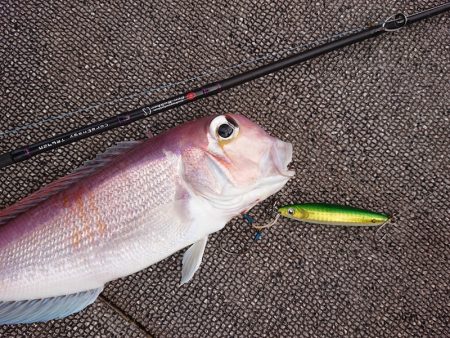 ARCADIAⅡ (アルカディアⅡ) 釣果