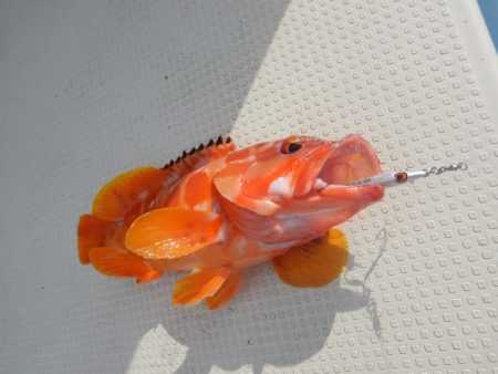 きずなまりん 釣果