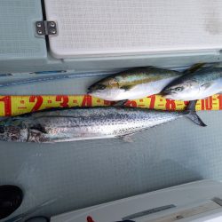 アマテラス 釣果