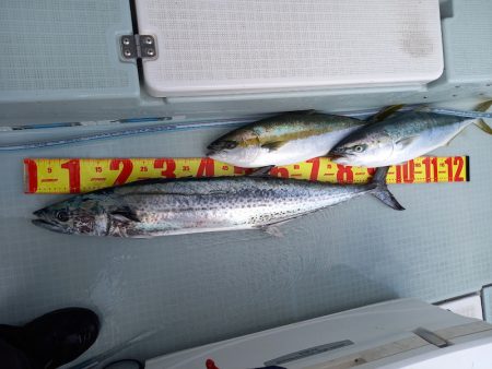 アマテラス 釣果