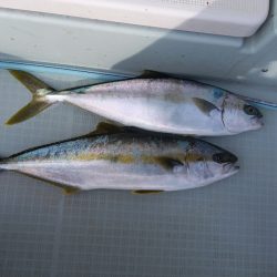 アマテラス 釣果