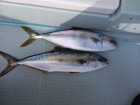 アマテラス 釣果