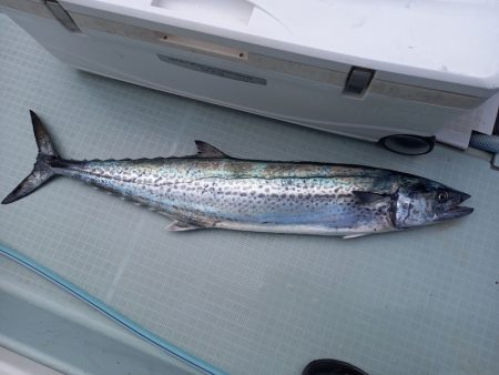 アマテラス 釣果