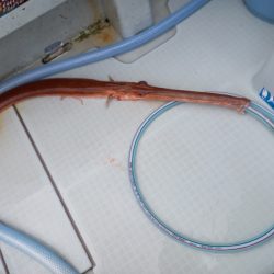 アマテラス 釣果