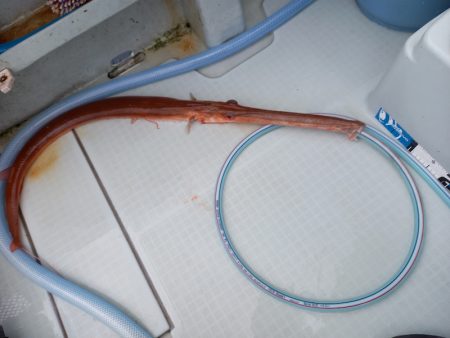 アマテラス 釣果