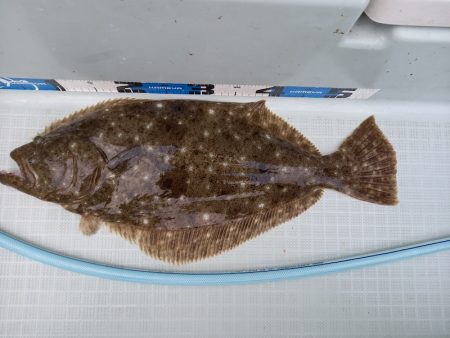 アマテラス 釣果