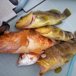 アマテラス 釣果