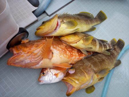 アマテラス 釣果