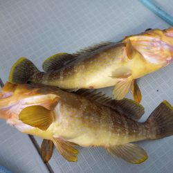 アマテラス 釣果