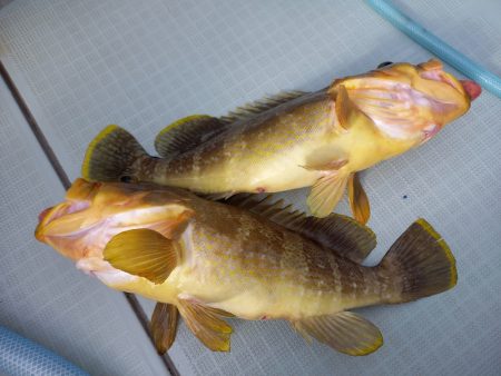 アマテラス 釣果